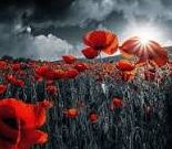 Remembrance Day Poppy