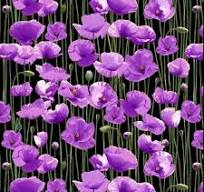 Material Purple Poppy