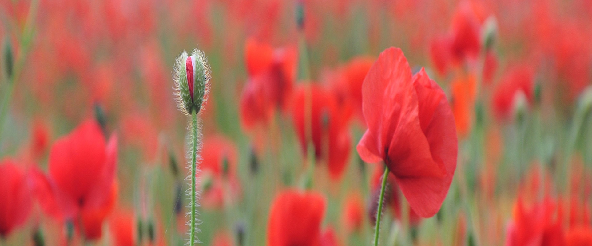 Remembrance-Day-Poppies-banner-web